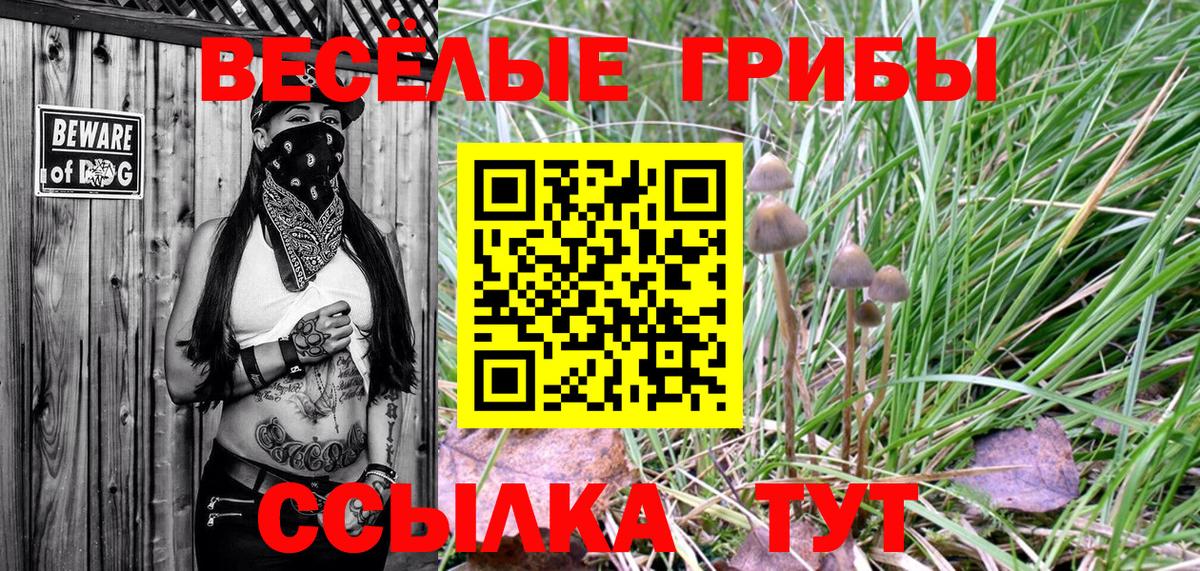 Прохладный  Псилоцибиновые грибы Psilocybine cubensis  Вход с VPN 